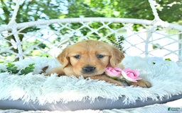 Golden Retriever dogs for sale: Addelyn - Image 17