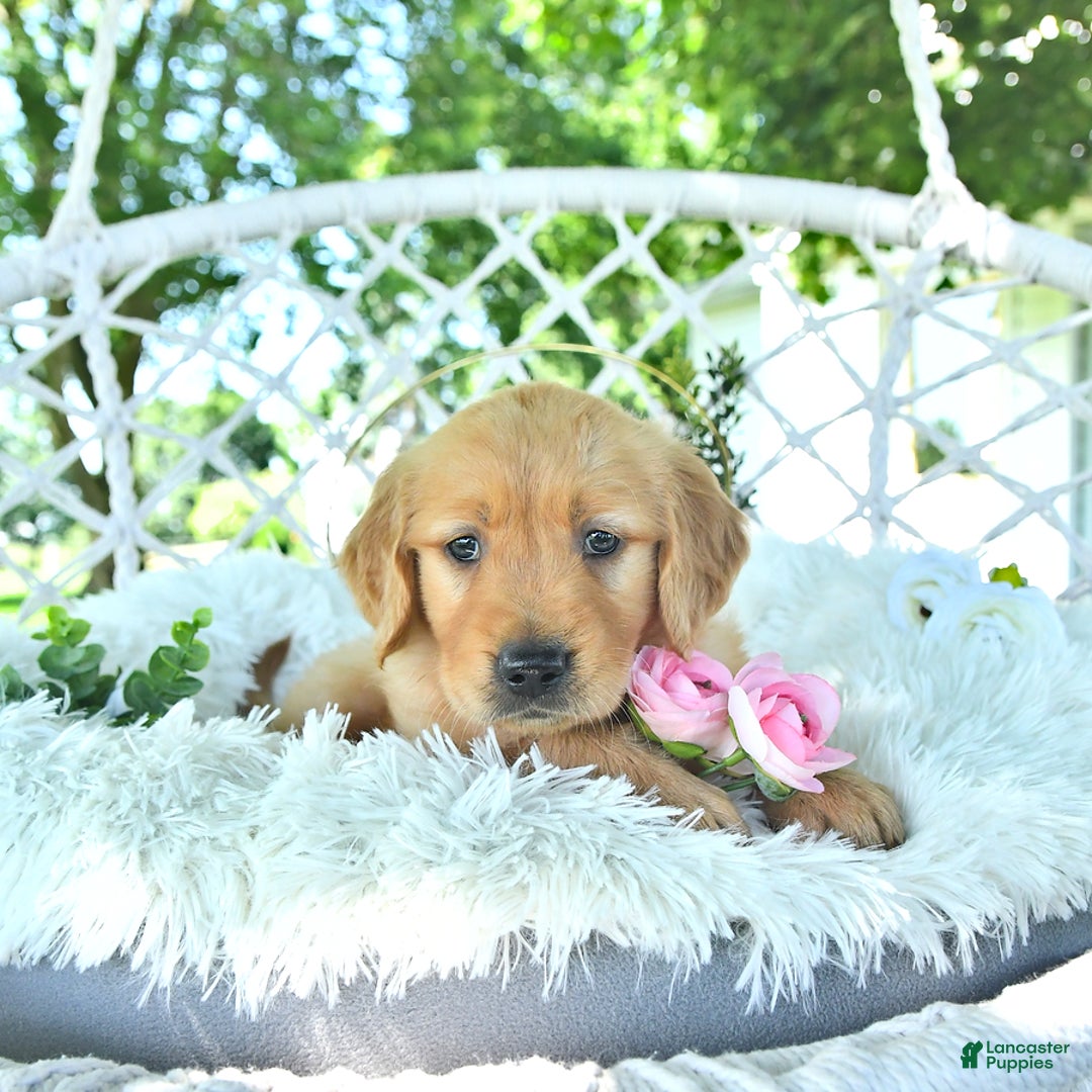 Golden Retriever dogs for sale: Addelyn - Image 17