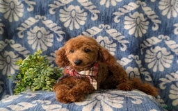 Toy Poodle dogs for sale: Duncan - Image 11