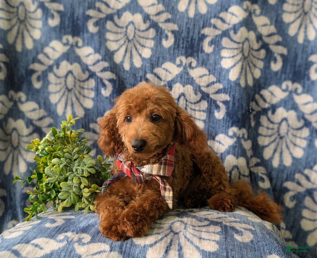 Toy Poodle dogs for sale: Duncan - Image 11