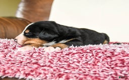 Greater Swiss Mountain Dog dogs for sale: Forest - Image 13