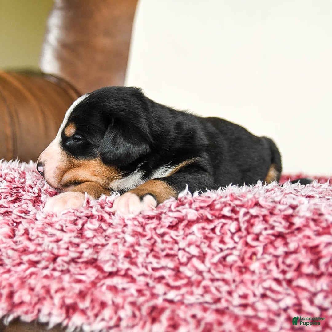 Greater Swiss Mountain Dog dogs for sale: Forest - Image 13