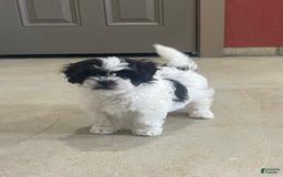 Shih Tzu dogs for sale: Teddy - Image 6