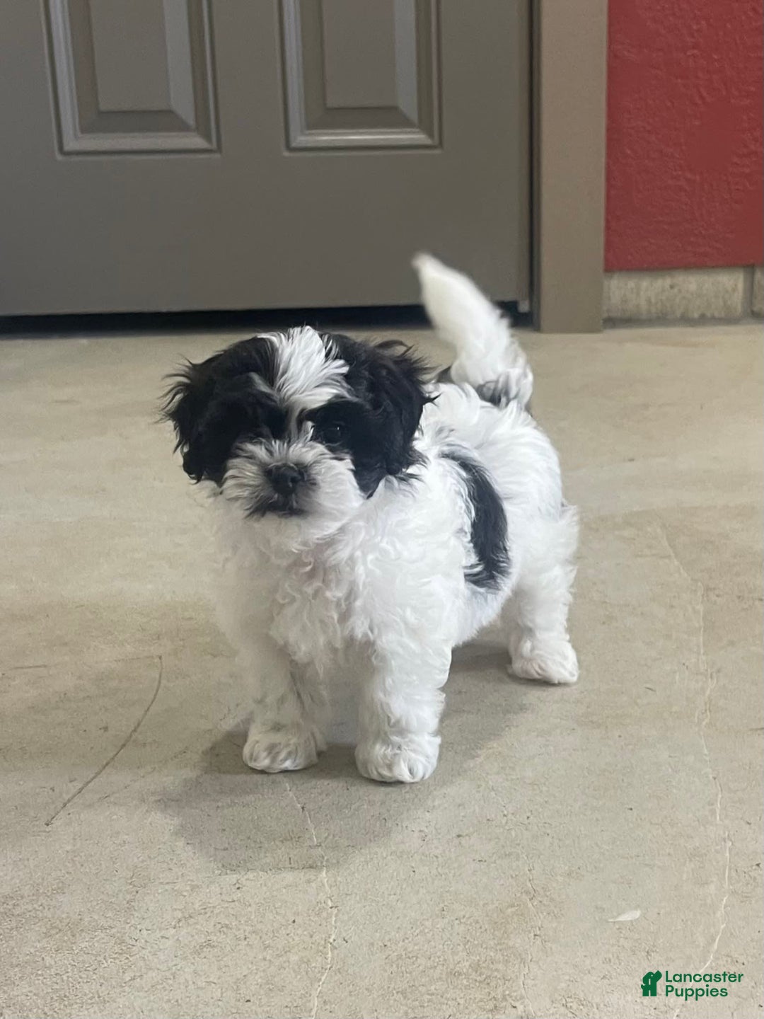 Shih Tzu dogs for sale: Teddy - Image 6