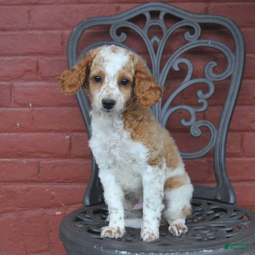 Cockapoo dogs for sale: Kermit - Image 2
