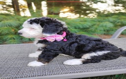 Bernedoodle dogs for sale: Brie - Image 2