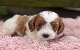 Cavapoo dogs for sale: Brady - Image 19