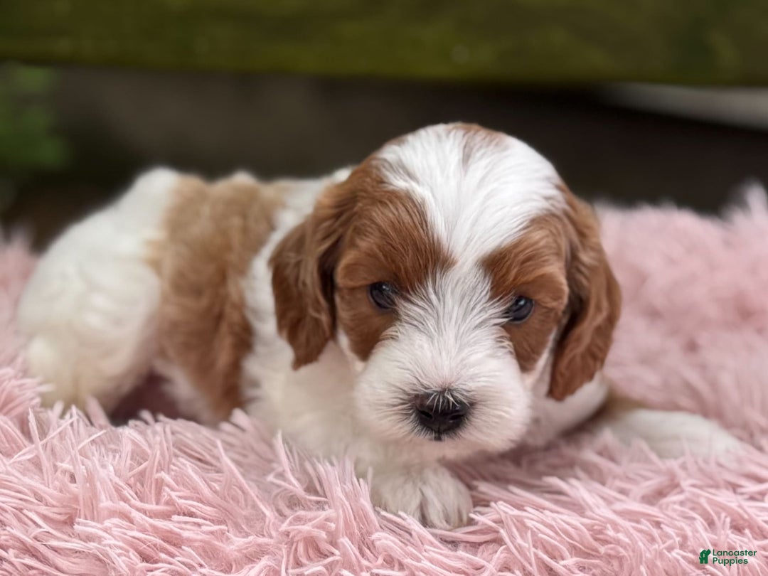 Cavapoo dogs for sale: Brady - Image 19