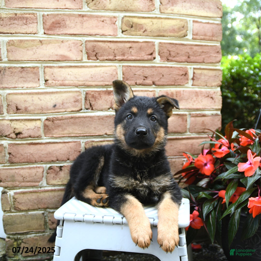 German Shepherd dogs for sale: Meadow - Image 5