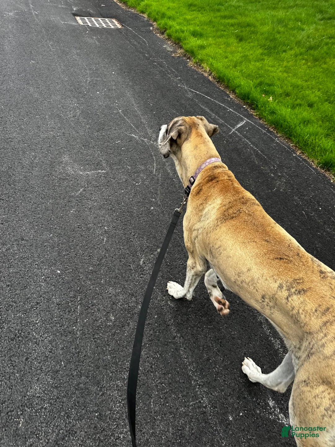 Great Dane dogs for sale: Daisy - Image 5
