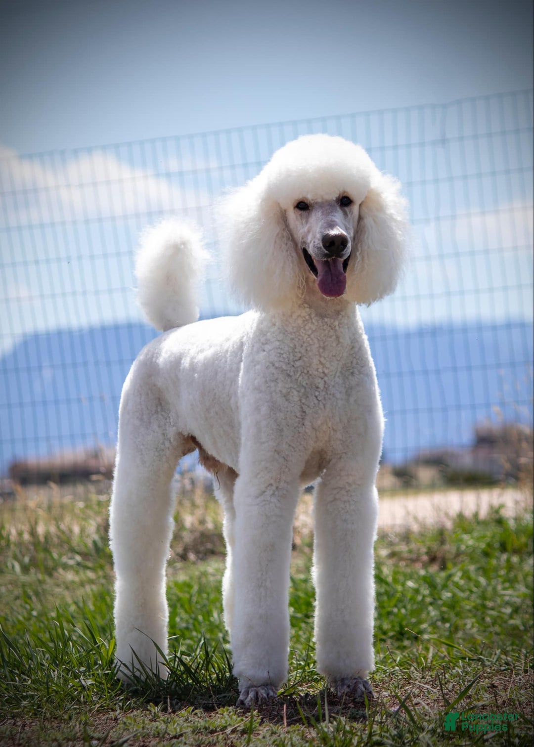 Standard Poodle dogs for sale: Canvas - Image 5