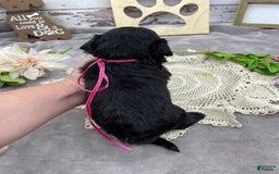 Portuguese Water Dog dogs for sale: Lydia - Image 7