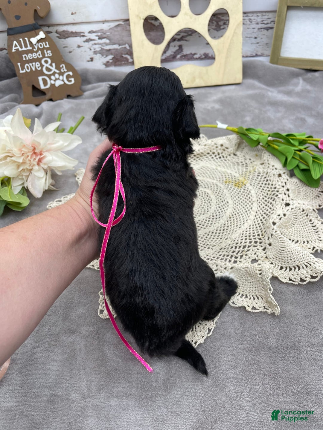 Portuguese Water Dog dogs for sale: Lydia - Image 7
