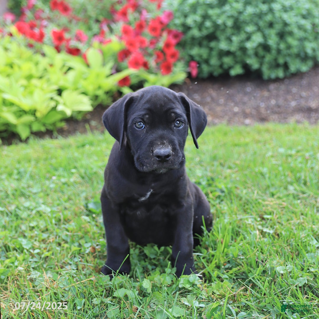 Cane Corso dogs for sale: Kylie - Image 5