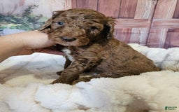 Standard Poodle dogs for sale: Orange Boy - Image 2