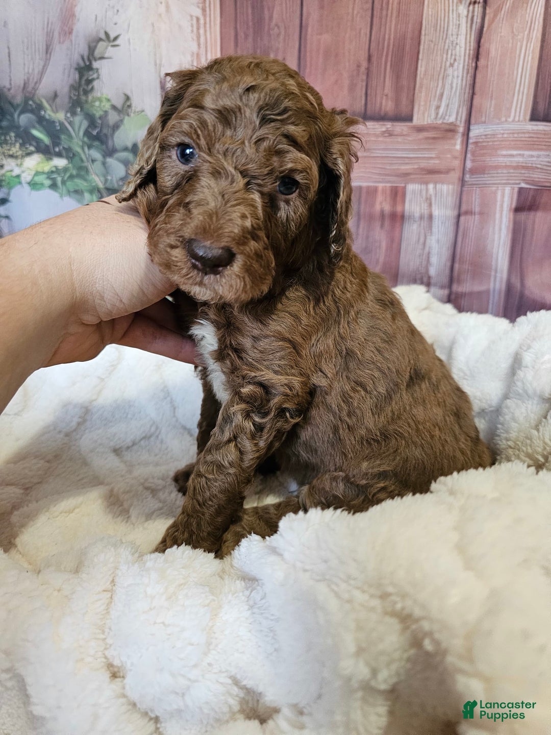 Standard Poodle dogs for sale: Orange Boy - Image 2