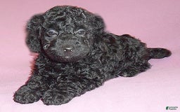 Yorkiepoo dogs for sale: Pepper - Image 12
