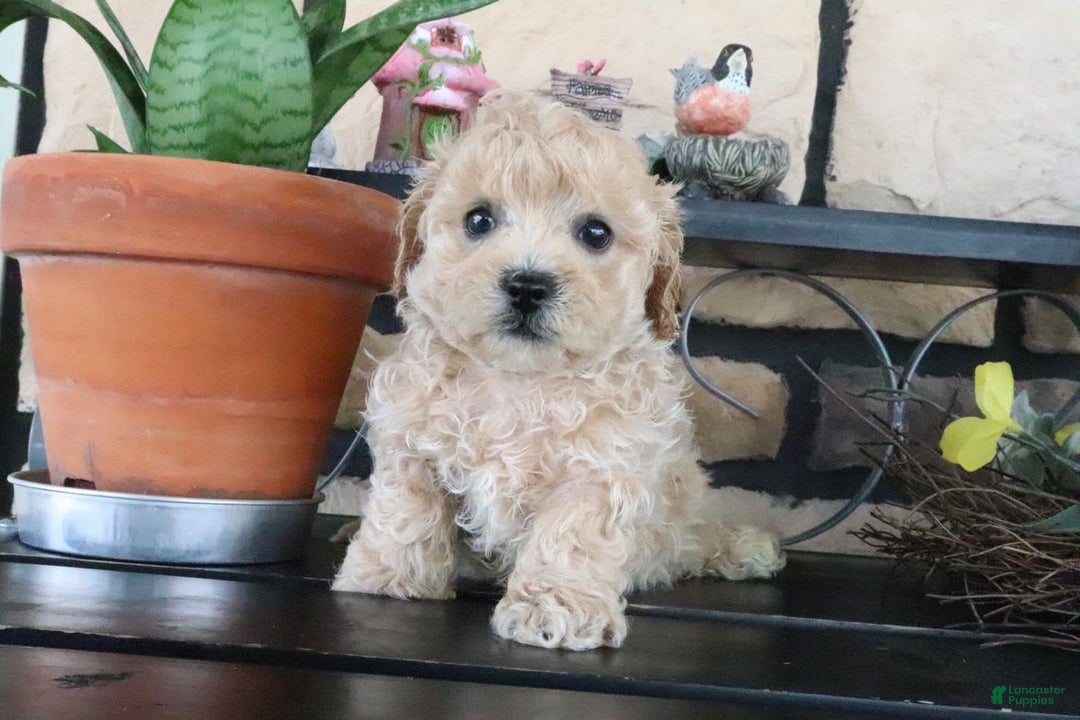 Shihpoo dogs for sale: Shih-Poo 5 puppies - Image 13