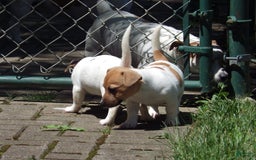 Jack Russell Terrier dogs for sale: Foster - Image 9