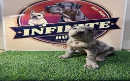 Cane Corso dogs for sale: Cane Corso 5 puppies - Image 6