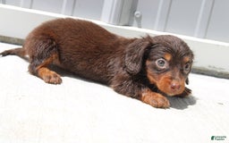 Dachshund dogs for sale: Angel Mini - Image 5