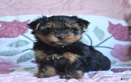 Morkie dogs for sale: Benji - Image 1