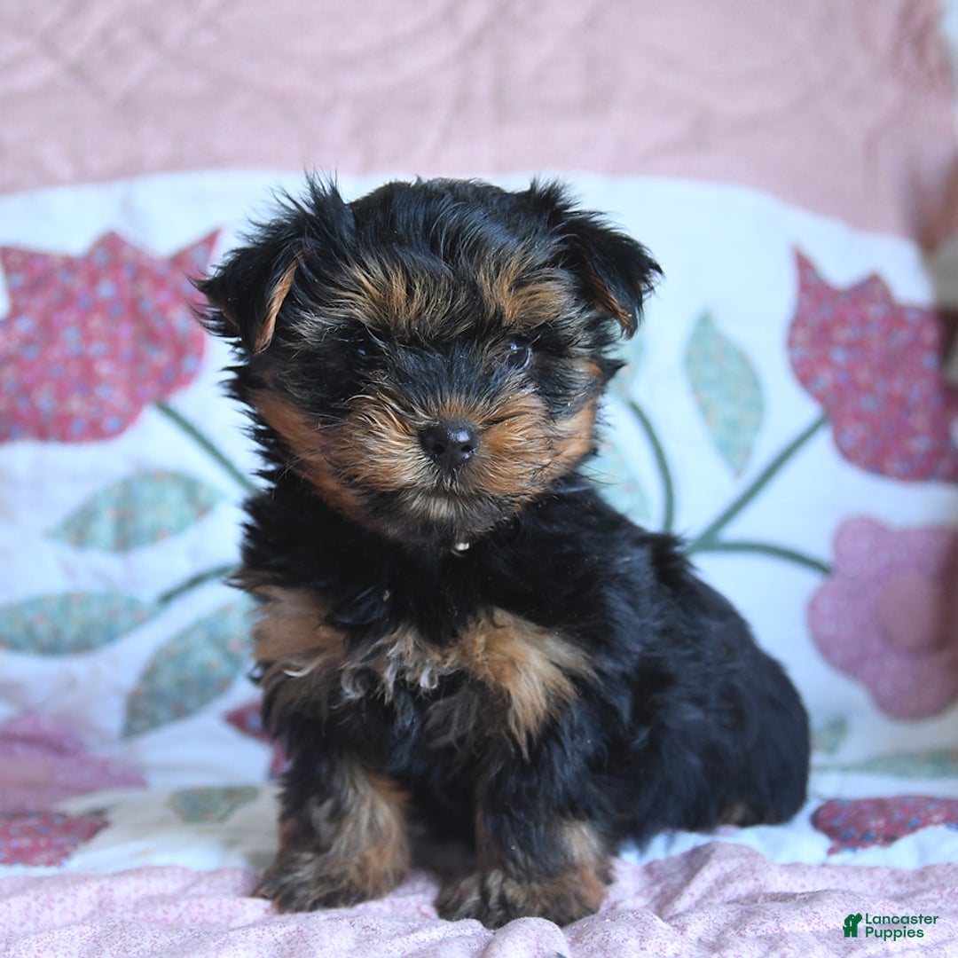 Morkie dogs for sale: Benji - Image 1