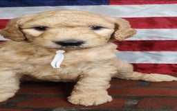 Goldendoodle dogs for sale: Molly - Image 1
