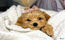 Maltipoo dogs for sale: Dark Pink Collar - Image 20