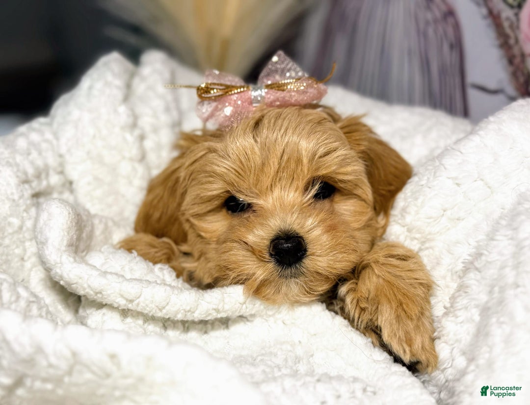 Maltipoo dogs for sale: Dark Pink Collar - Image 20