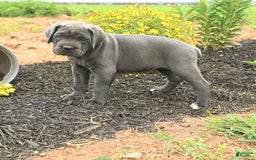 Cane Corso dogs for sale: Indie - Image 2