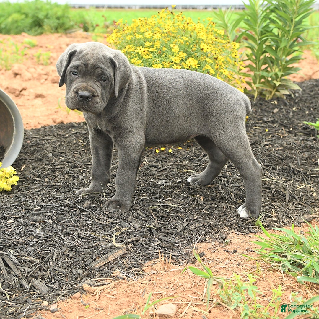 Cane Corso dogs for sale: Indie - Image 2