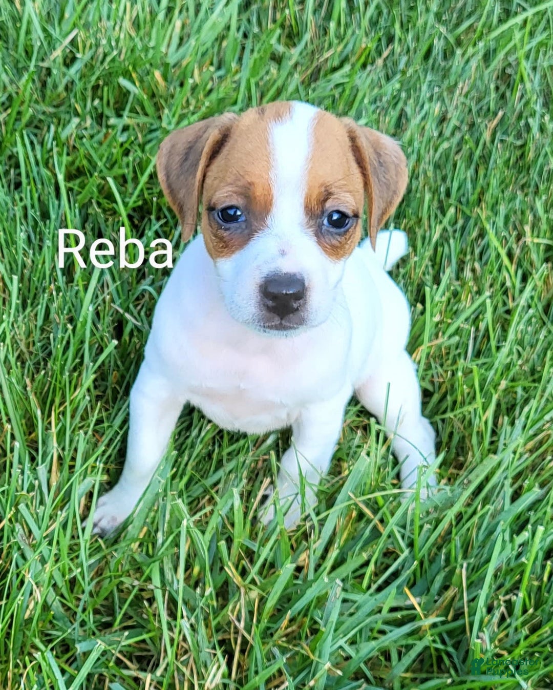 Jack Russell Terrier dogs for sale: Reba - Image 2
