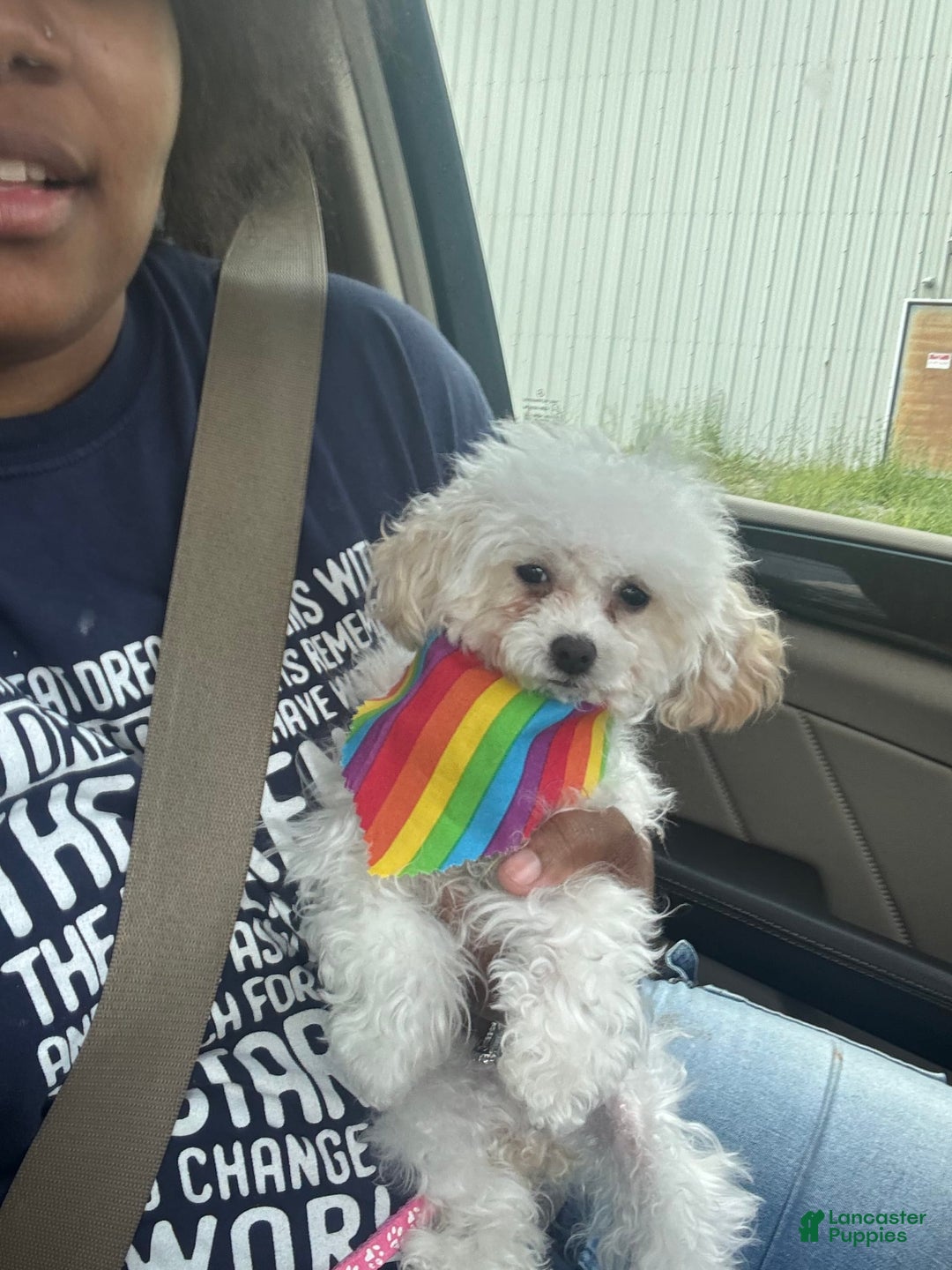 Yorkiepoo dogs for sale: Chloe - Image 1