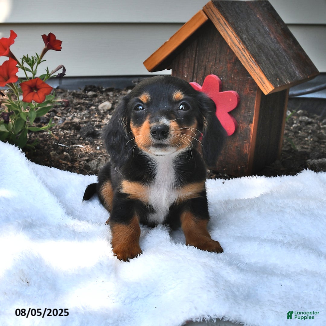 Miniature Dachshund dogs for sale: Minnie - Image 1