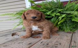 Goldendoodle dogs for sale: Teddy - Image 8