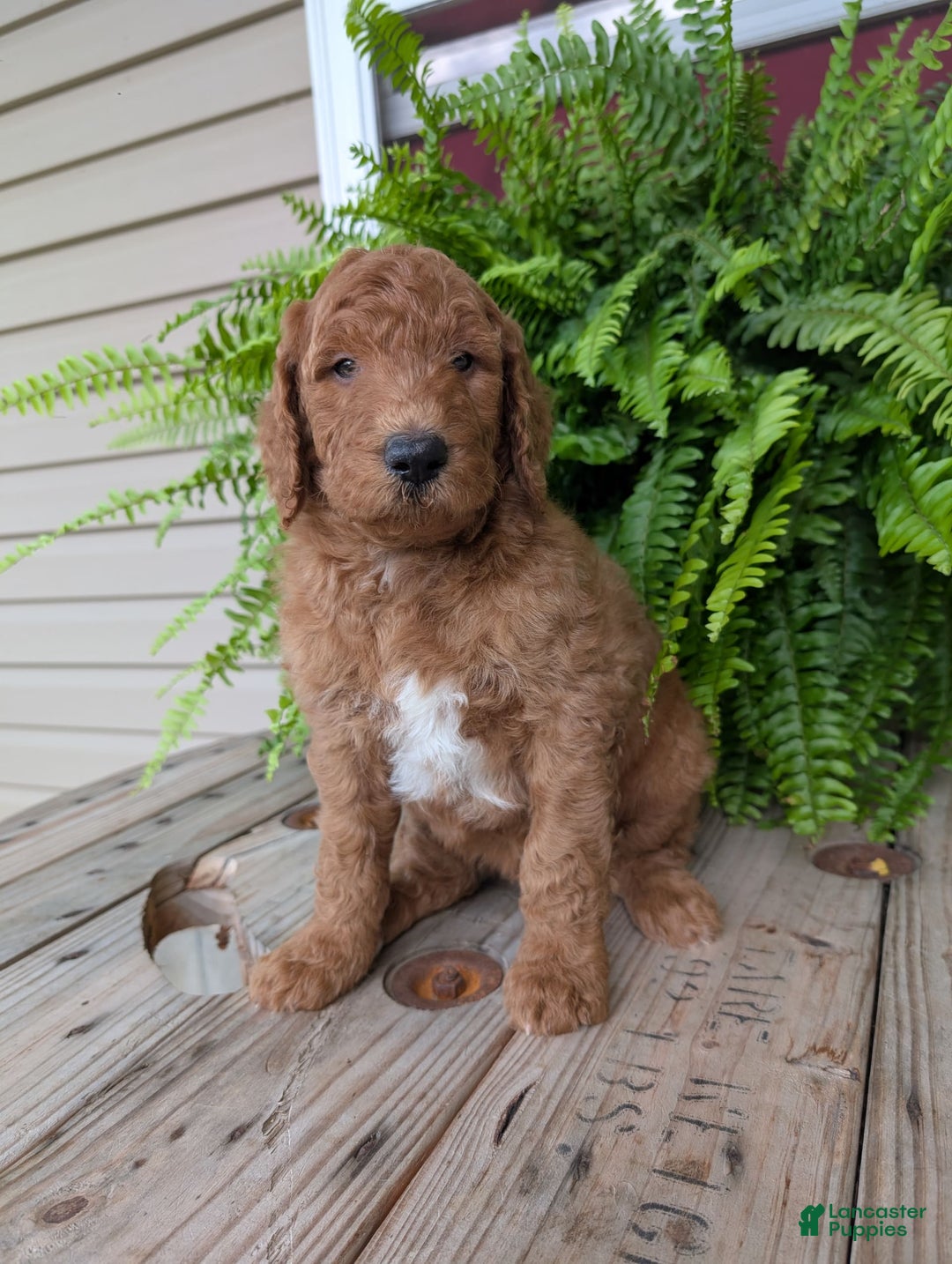 Goldendoodle dogs for sale: Teddy - Image 8