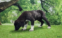 Anatolian Shepherd dogs for sale: AKC Dusty 2025 Female 1 - Image 3