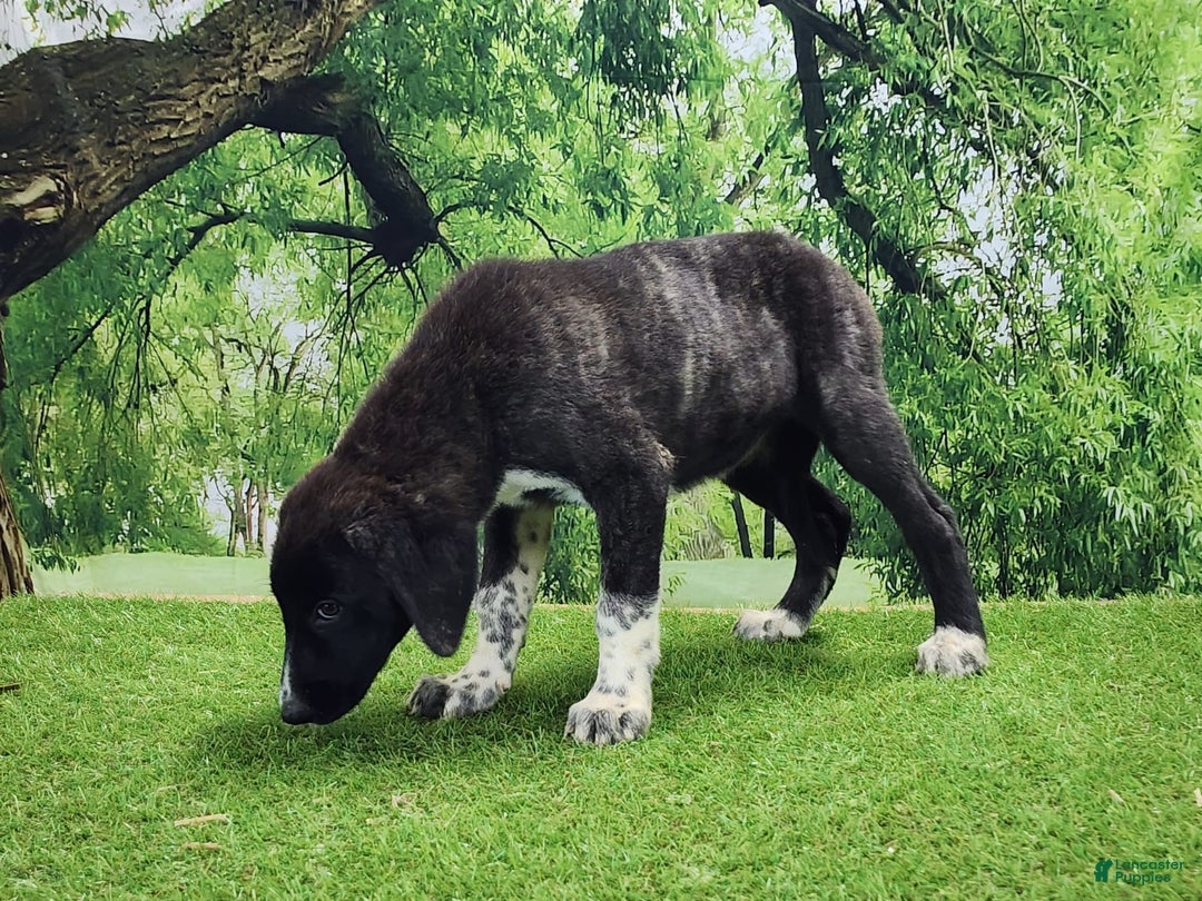 Anatolian Shepherd dogs for sale: AKC Dusty 2025 Female 1 - Image 3