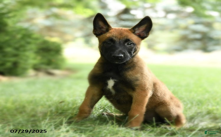 Belgian Malinois dogs for sale - Ad 5