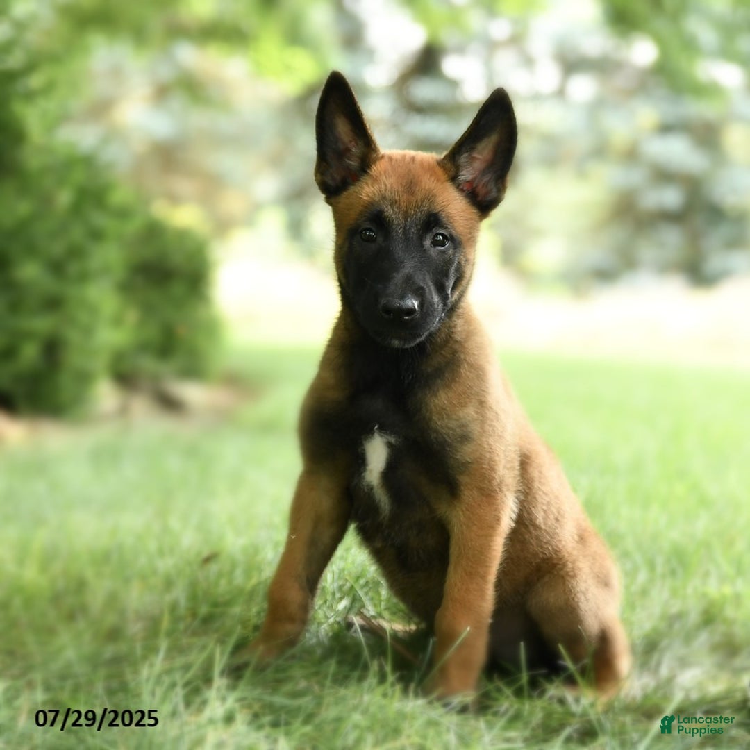 Belgian Malinois dogs for sale: Clementine - Image 2