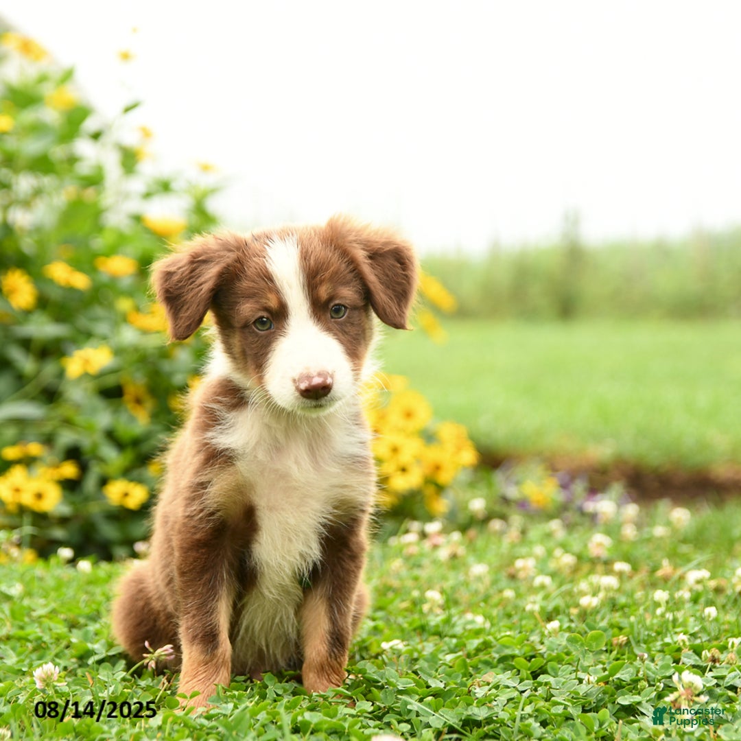 Border Collie dogs for sale: Shep - Image 2