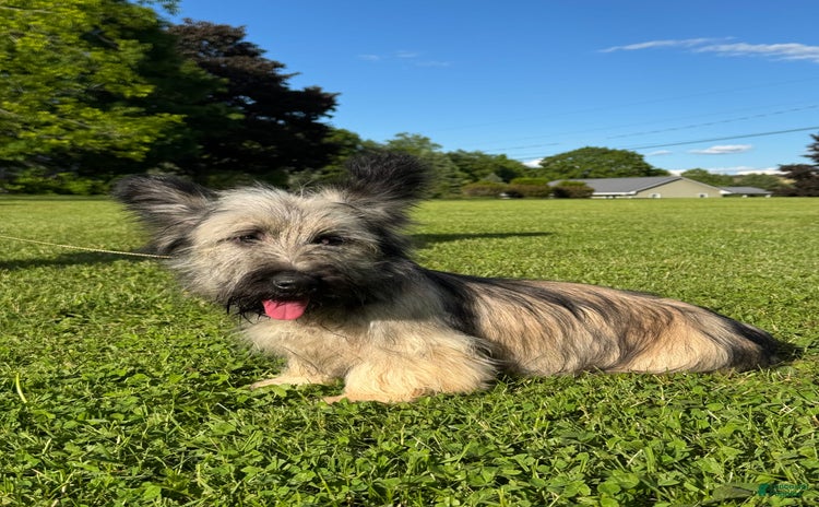 Skye Terrier dogs - Advert 1