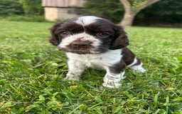 Cocker Spaniel dogs for sale: Kimmy - Image 4
