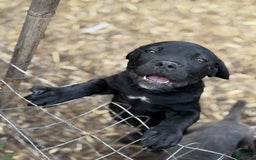 Cane Corso dogs for sale: Pepper - Image 4