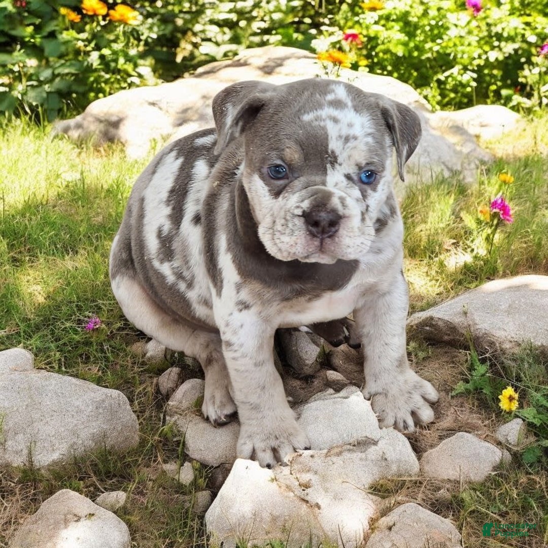 English Bulldog dogs for sale: Pebbles - Image 1
