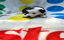Border Collie dogs for sale: Bear - Image 22