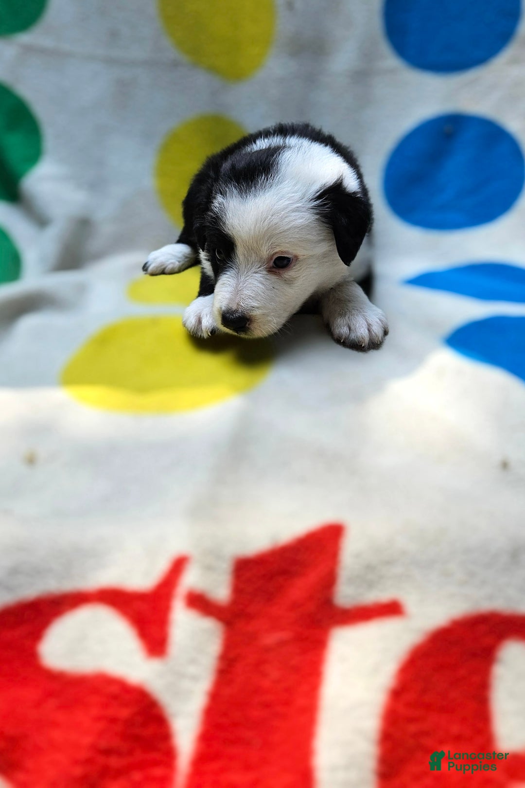 Border Collie dogs for sale: Bear - Image 22