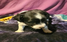 Chihuahua dogs for sale: Lori - Image 6