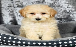 Bichpoo dogs for sale: Kaitlyn - Image 18